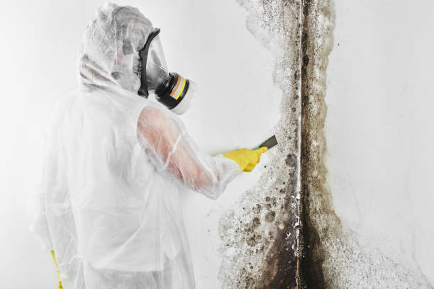 Best Kitchen Mold Remediation in Oswego, KS