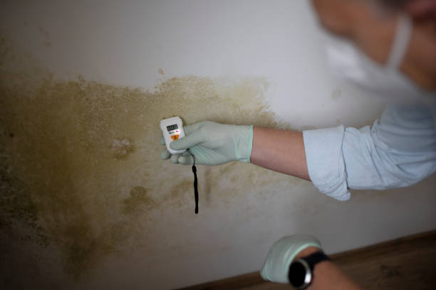Best DIY Mold Remediation Support Services in Oswego, KS