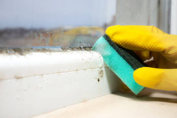 Best Mold Remediation for Specific Building Types in Oswego, KS