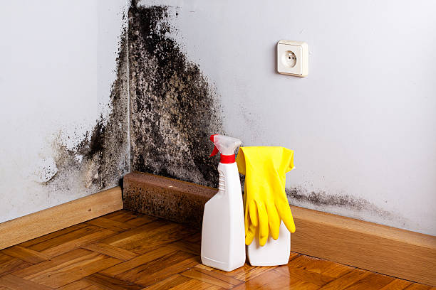 Best Commercial Mold Remediation in Oswego, KS