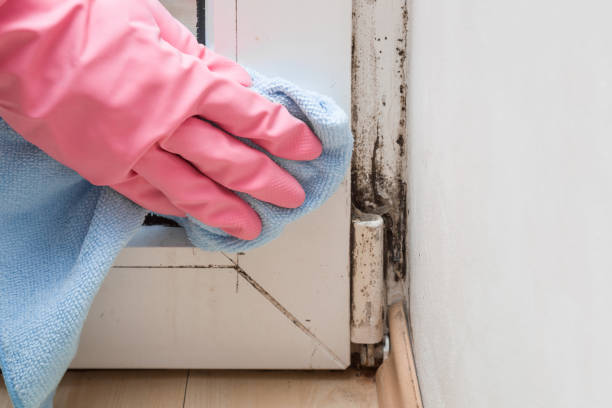 Best Black Mold Remediation in Oswego, KS